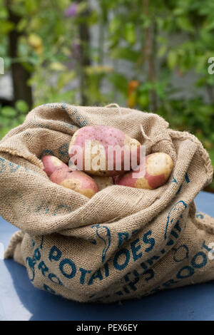 Solanum tuberosum 'Gypsy Rose'. De pommes de terre fraîchement récoltées 'Gypsy' dans un sac en toile de jute. Banque D'Images