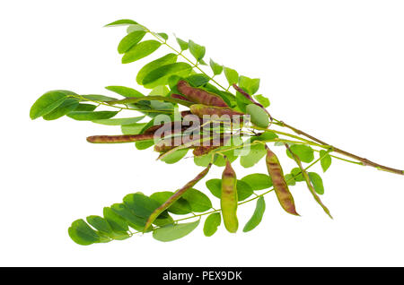 Branche d'acacia forêt avec les gousses. Studio Photo Banque D'Images