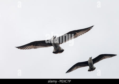 Deux vol de mouettes dans le ciel. Nature fond Banque D'Images