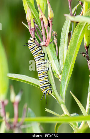 La chenille du papillon monarque (Danaus plexippus) sur l'asclépiade commune, dans un pré au Colorado Banque D'Images