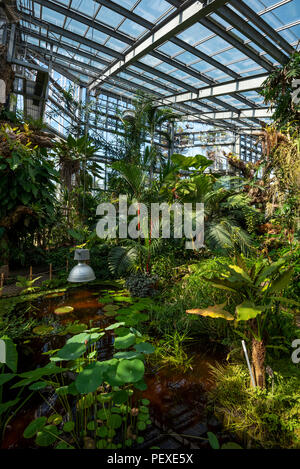 La végétation de la forêt tropicale dans une serre à Genève Conservatoire et Jardin Botaniques, Genève, le Canton de Genève, Suisse Banque D'Images