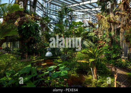 La végétation de la forêt tropicale dans une serre à Genève Conservatoire et Jardin Botaniques, Genève, le Canton de Genève, Suisse Banque D'Images