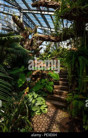 La végétation de la forêt tropicale dans une serre à Genève Conservatoire et Jardin Botaniques, Genève, le Canton de Genève, Suisse Banque D'Images