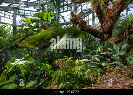 La végétation de la forêt tropicale dans une serre à Genève Conservatoire et Jardin Botaniques, Genève, le Canton de Genève, Suisse Banque D'Images