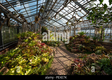 Vue intérieure de la collection de broméliacées greenhouse au Conservatoire et Jardin botanique de Genève, Genève, le Canton de Genève, Suisse Banque D'Images