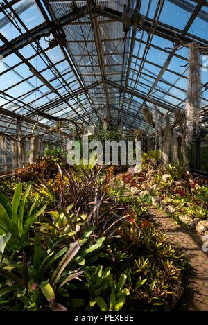 Vue intérieure de la collection de broméliacées greenhouse au Conservatoire et Jardin botanique de Genève, Genève, le Canton de Genève, Suisse Banque D'Images