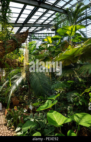 La végétation de la forêt tropicale dans une serre à Genève Conservatoire et Jardin Botaniques, Genève, le Canton de Genève, Suisse Banque D'Images