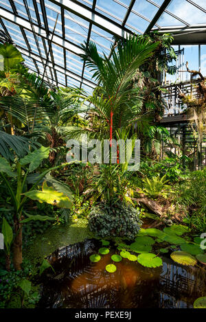 La végétation de la forêt tropicale dans une serre à Genève Conservatoire et Jardin Botaniques, Genève, le Canton de Genève, Suisse Banque D'Images