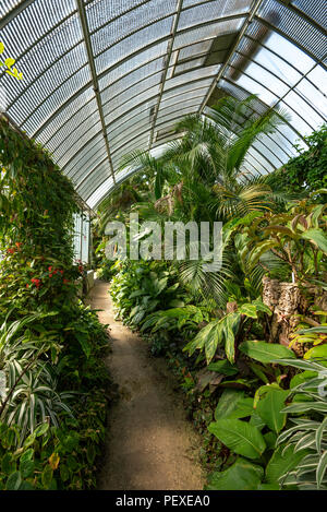 La végétation de la forêt tropicale dans une serre à Genève Conservatoire et Jardin Botaniques, Genève, le Canton de Genève, Suisse Banque D'Images