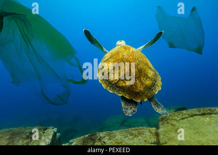 Tortue sous-marine entre flottants des sacs en plastique. Concept de la pollution de l'environnement de l'eau. Banque D'Images