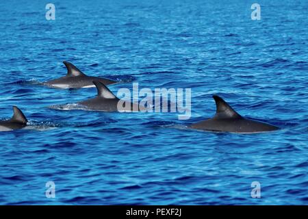 Dauphins communs à bec court nageant ensemble Banque D'Images