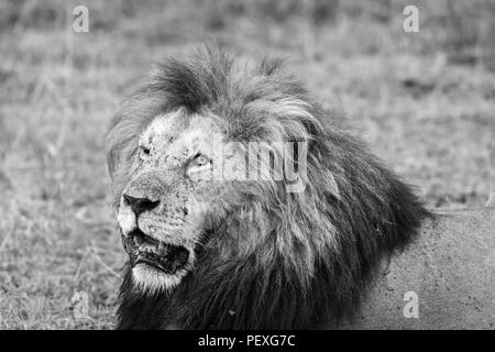 Vue rapprochée de la tête et de la crinière d'un magnifique mâle adulte Mara lion (Panthera leo) dans le Masai Mara, Kenya Banque D'Images