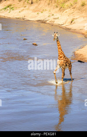 Masai mâles Girafe (Giraffa camelopardalis tippelskirchi) debout dans l'eau traversant la rivière Mara, Masai Mara, Kenya, avec une vue sur la rivière Banque D'Images