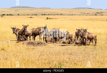 Petit troupeau de Gnou bleu (Connochaetes taurinus) pendant la Grande Migration réunis sur la savane dans le Masai Mara, Kenya Banque D'Images