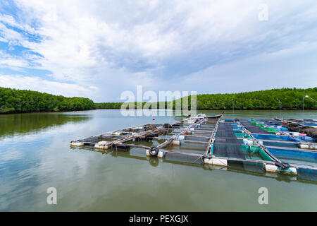 Cages à poissons sur la rivière et forêt de mangrove en Thaïlande du sud. Banque D'Images