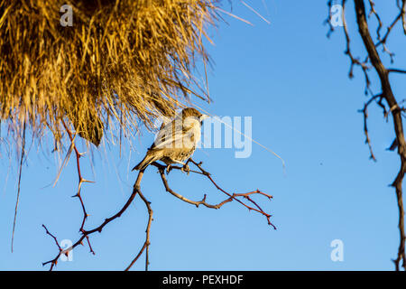 Sociable Weaver Bird à Sossusvlei dans le désert du Namib, Namibie, Afrique Banque D'Images