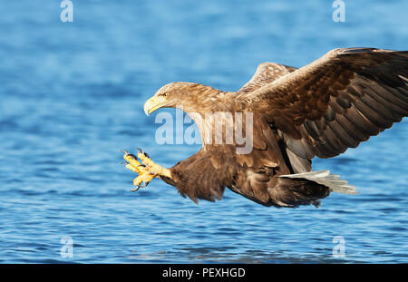 Close-up of pygargue à queue blanche (Haliaeetus albicilla) en vol avec l'puissantes griffes capture d'un poisson, la Norvège. Banque D'Images