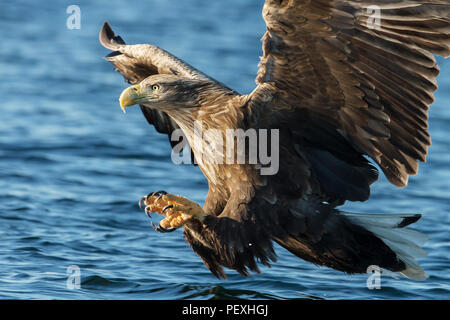 Close-up of pygargue à queue blanche (Haliaeetus albicilla) en vol avec l'puissantes griffes capture d'un poisson, la Norvège. Banque D'Images