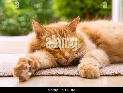 Close-up of a cat détendue couché sur une natte à côté d'une porte patio donnant sur le jardin. Banque D'Images