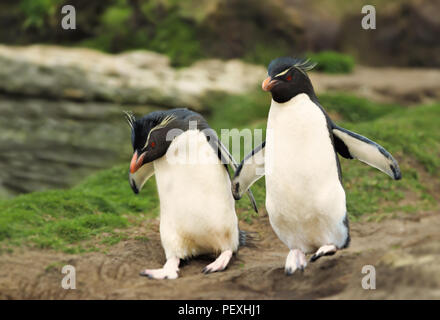 Le Sud Rockhopper Penguin penguin encourage une autre pour sauter, îles Falkland. Banque D'Images