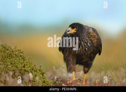 Close-up de Caracara strié de marcher sur l'herbe à l'arrière-plan coloré, îles Falkland. Portrait d'un oiseau de proie. Banque D'Images