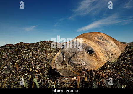 Close-up de la mue des profils Éléphant de mer sur les mauvaises herbes sur une mer Lion island, îles Falkland. Banque D'Images