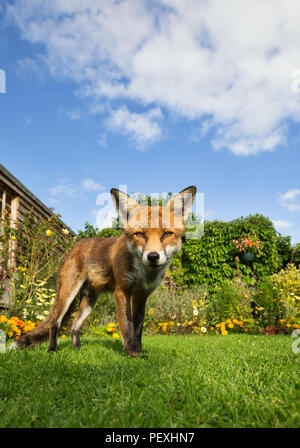 Red Fox debout sur la pelouse dans le jardin sur une journée ensoleillée, au Royaume-Uni. Banque D'Images