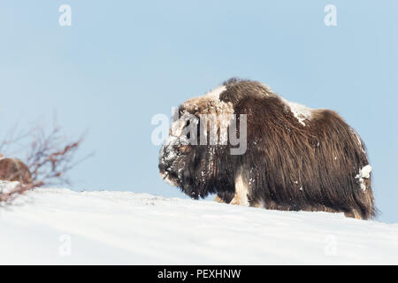 Close-up d'un Bœuf musqué mâle dans la neige. L'hiver en Norvège. Banque D'Images