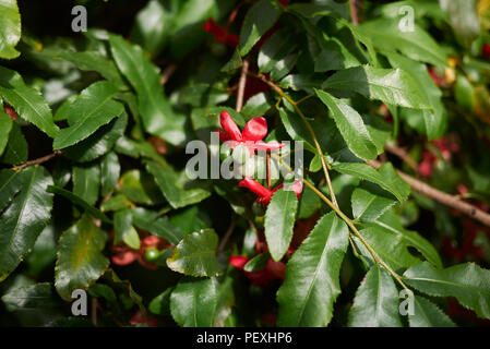 Ochna serrulata plant Banque D'Images