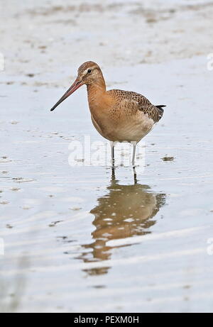 Barge à queue noire (Limosa limosa) alimentation en eau peu profonde adultes Réserve Naturelle des Marais, le CLAJ Claj-prochain-la-Mer, Norfolk, UK Août Banque D'Images