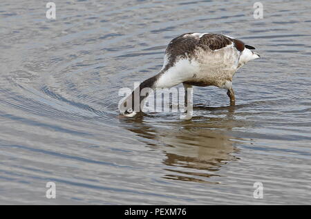 Tadorne Casarca Tadorna tadorna) (alimentation en eau peu profonde immatures Titchwell Marsh Nature Reserve, Norfolk, UK Août Banque D'Images