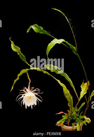 Reine de la nuit, Epiphyllum oxypetalum, Dutchman's pipe Cactus, Night Blooming Cereus en fleur, un soir seulement ! Banque D'Images