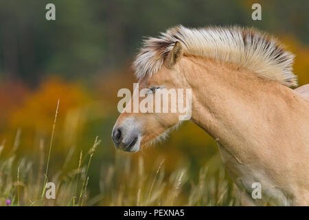 Poney Fjord norvégien close-up en automne atmosphère, Odenwald, Hesse, Allemagne Banque D'Images