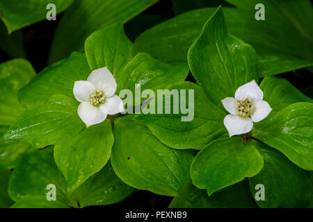 Le cornouiller du Canada (Cornus canadensis), le Grand Sudbury, Ontario, Canada Banque D'Images