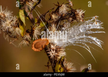 L'asclépiade commune (Asclepias syriaca) gouttes de pluie sur les semences et les gousses d'éclatement, le Grand Sudbury, Ontario, Canada Banque D'Images