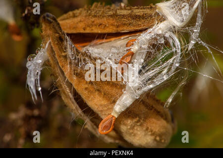 L'asclépiade commune (Asclepias syriaca) gouttes de pluie sur les semences et les gousses d'éclatement, le Grand Sudbury, Ontario, Canada Banque D'Images