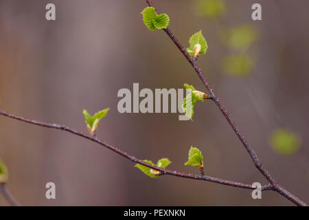 Le bouleau blanc (Betula papyrifera) feuilles émergentes le long d'une brindille, le Grand Sudbury, Ontario, Canada Banque D'Images