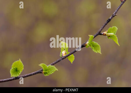 Le bouleau blanc (Betula papyrifera) feuilles émergentes le long d'une brindille, le Grand Sudbury, Ontario, Canada Banque D'Images