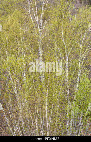 Les nouvelles feuilles dans un arbre du bouleau blanc (Betula papyrifera), le Grand Sudbury, Ontario, Canada Banque D'Images