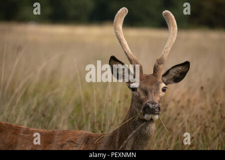 Red Deer mange de l'herbe à Richmond Park Banque D'Images