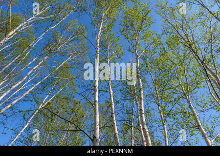 Feuillage de printemps sur le bouleau blanc (Betula papyrifera) arbres, Wanup, Ontario, Canada Banque D'Images