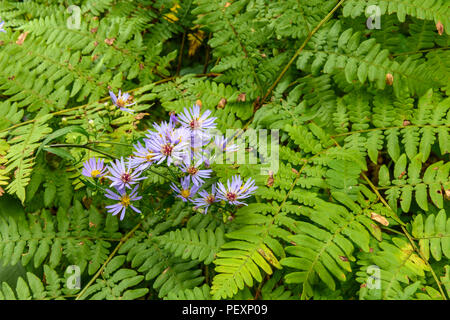 La floraison mauve-à tige Aster (Symphyotrichum puniceum) et la grande fougère frondes, Grand Sudbury, Ontario, Canada Banque D'Images