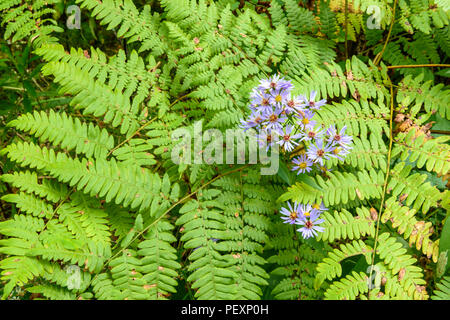 La floraison mauve-à tige Aster (Symphyotrichum puniceum) et la grande fougère frondes, Grand Sudbury, Ontario, Canada Banque D'Images