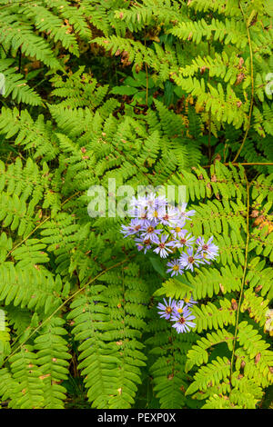 La floraison mauve-à tige Aster (Symphyotrichum puniceum) et la grande fougère frondes, Grand Sudbury, Ontario, Canada Banque D'Images