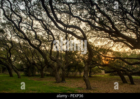 Le sud de live oak, Quercus virginiana, à l'aube, Goose Island State Park, Texas, États-Unis Banque D'Images