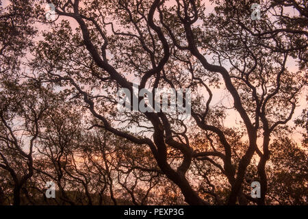 Le sud de live oak, Quercus virginiana, à l'aube, Goose Island State Park, Texas, États-Unis Banque D'Images