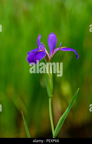 Iris versicolor (drapeau bleu), Big Branch NWR, Lacombe, Louisiana, USA Banque D'Images