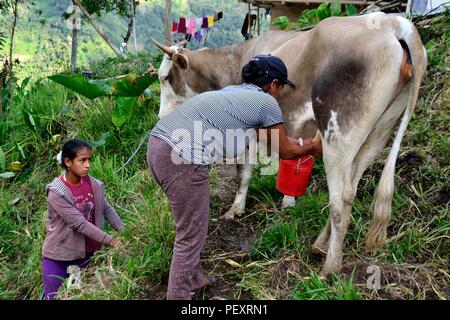 La traite des vaches à la frontière de l'Equateur - ZUNGA -San Ignacio- département de Cajamarca au Pérou. Banque D'Images