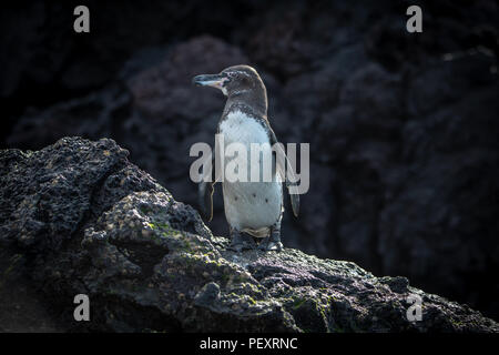 Îles Galápagos (Spheniscus mendiculus) Banque D'Images