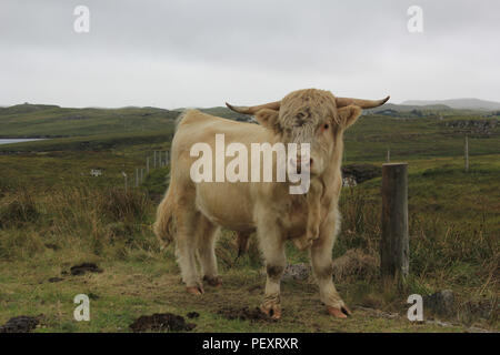 Highland cow sur l'île de Lewis et Harris Banque D'Images